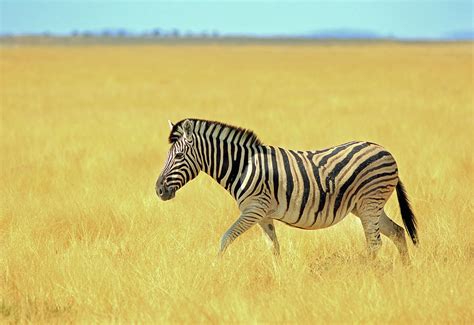 Golden Zebra Photograph By Paula Joyce Pixels