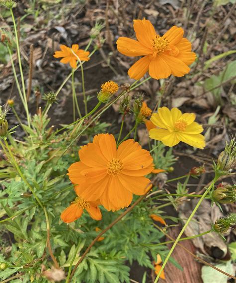 Graines Cosmos Orange Les Jardins De Nini