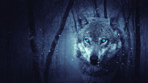 wolf predator photoshop art  hd wallpapers hd