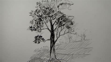 How To Draw A Tree Using Pencil A Simple Tree Youtube