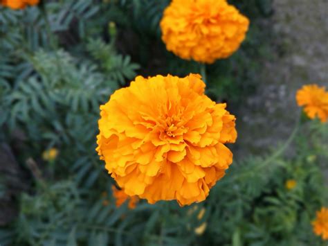 Marigold Flowers Blossom Free Photo On Pixabay Pixabay