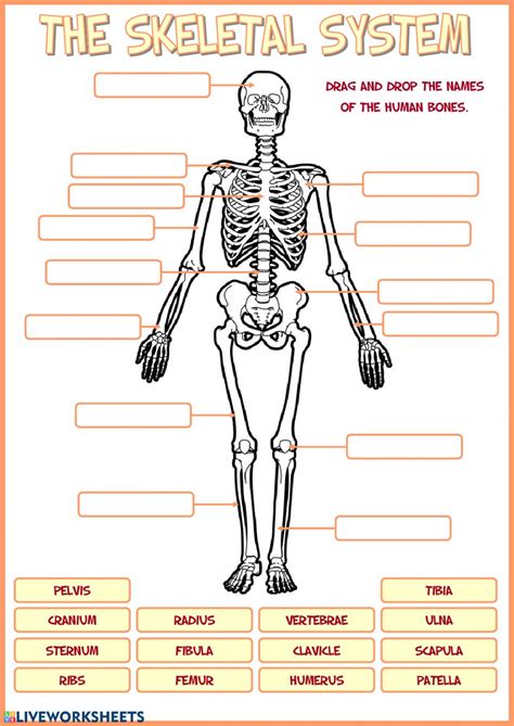Worksheet Skeletal System Quiz With Answers