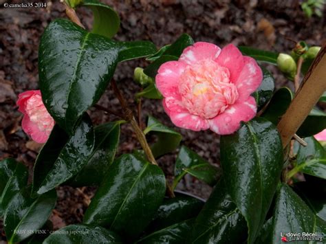Camélia Baby Sis Pink Camellia Japonica Mon Petit
