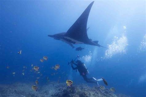 Diving Into Recovery Efforts For The Giant Manta Ray Defenders Of