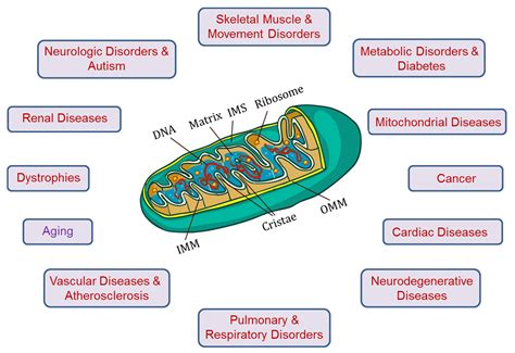 Cells Free Full Text Mitochondria In Health And Diseases