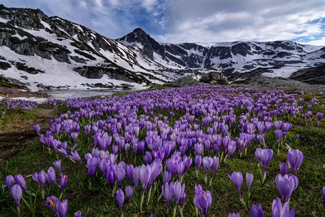 Crocuses Blooming In The Mountains In Spring Hd Wallpaper Background