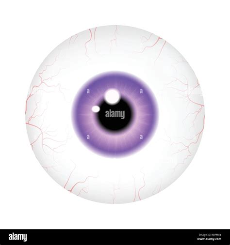 Image Of Realistic Human Eye Ball With Colorful Pupil Iris Vector