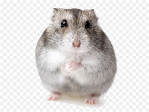 Png Transparent Hamster Hamster Meme Png Transparent