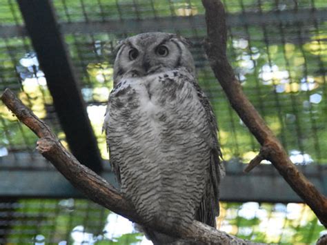 Bubo Virginianus Great Horned Owl In Tierpark Berlin