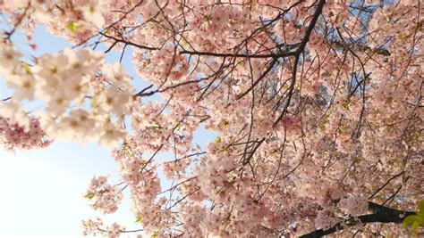 Washington Dc Cherry Blossom Festival Footage Videos And Clips In Hd And 4k