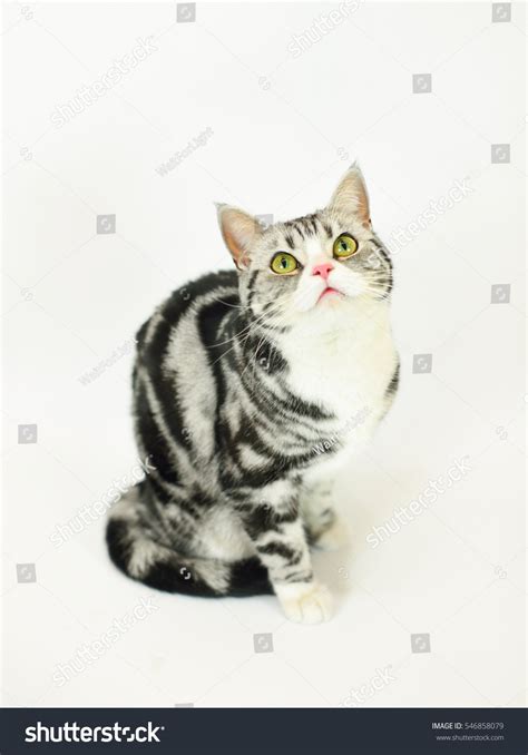 Silverspotted Tabby Cat White Background Stock Photo 546858079