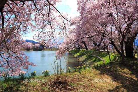 伊那市高遠六道の堤と桜 写真素材 5252472 フォトライブラリー Photolibrary