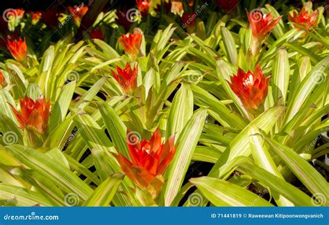 Bromeliad Flowers Stock Image Image Of Flora Flowers 71441819
