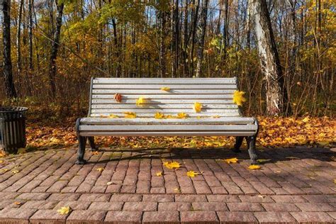 autumn leaves on a park bench featuring alley autumn and background park bench bench design