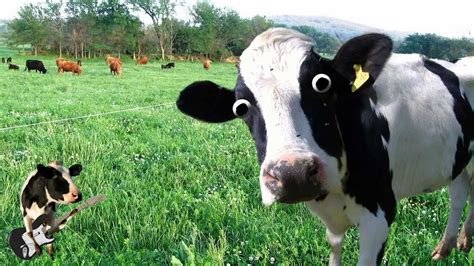 Im A Cow Song Youtube