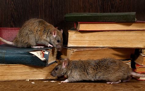 How To Get Rid Of Rats In Your Home Fast A Complete Guide 2021