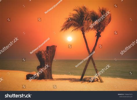 Two Coconut Palm Tree Cross On Stock Photo 1598667673 Shutterstock