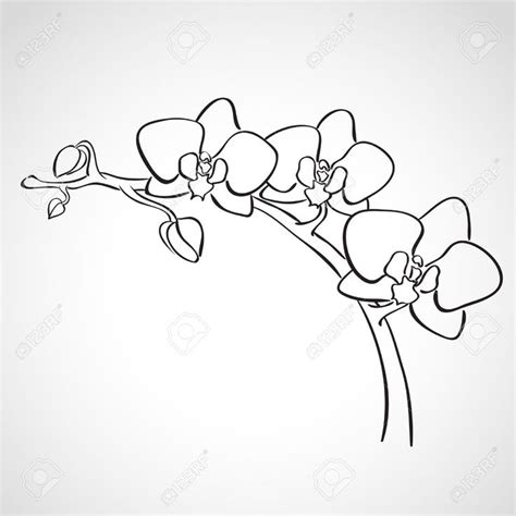 Orchid Drawing Flower Line Drawings Orchids Painting