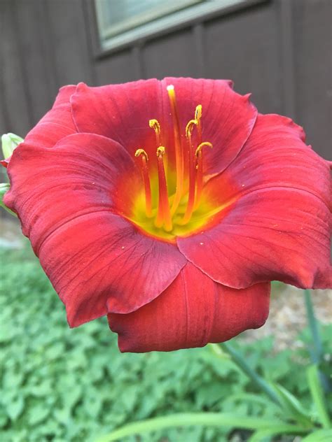 The Stamens On This Flower Look Like Sneks Rmildlyinteresting