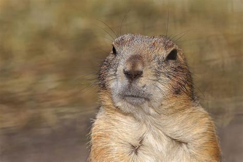 Gophers Mammals Animal Encyclopedia