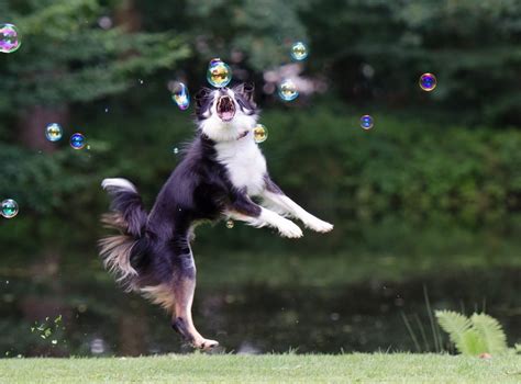 Chasing Bubbles Game For Dog Healthy Pet Systems By Dog Food Judge