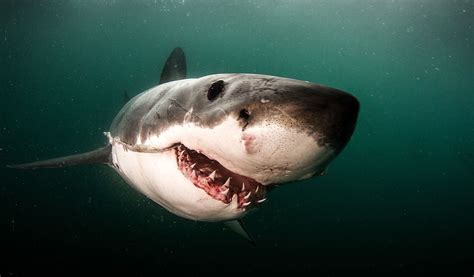 How do you stop a great white shark, a creature that can grow up to six metres in length and weigh more than a tonne? Great White Shark Cage Diving by Shark Explorers