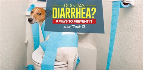 Dog Has Diarrhea 9 Ways To Prevent And Treat It