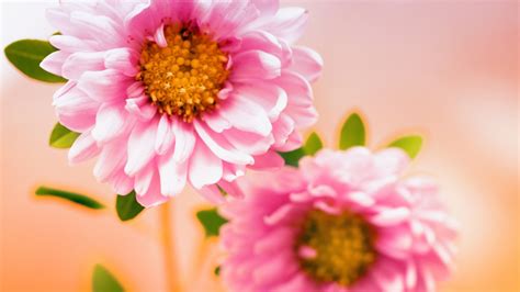 Pink Floral Wallpapers Hd Wallpapers Id 11088