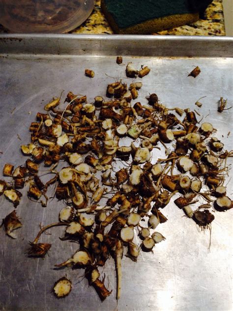 Using inulin instead of sugar. How to Make Coffee from Chicory Root - Survival Mom