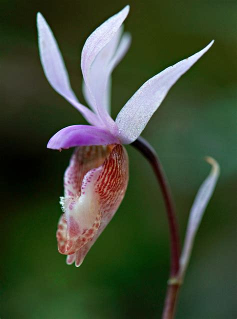 Robin Loznak Photography Rare Orchid