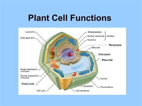 Plant Cell Diagram With Lysosomes Structure Cell Diagram