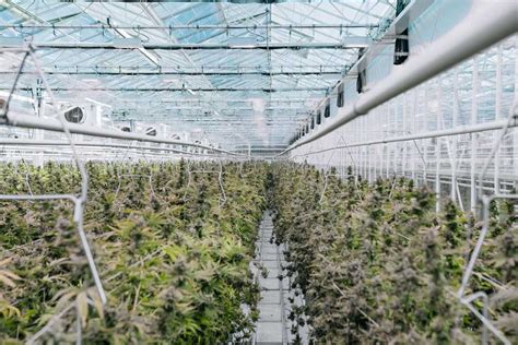 North Americas Largest Cannabis Growers For 2021 Greenhouse Grower