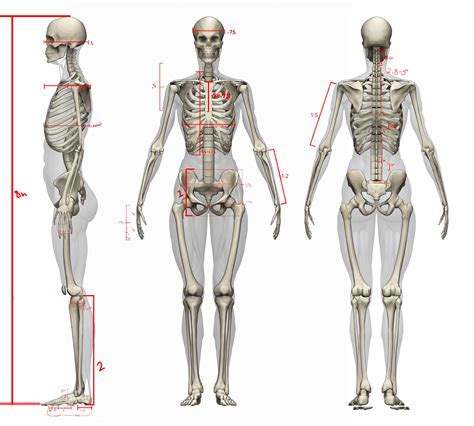 Female Skeleton Skeleton Anatomy Human Anatomy Drawing Human Figure Drawing Anatomy Bones