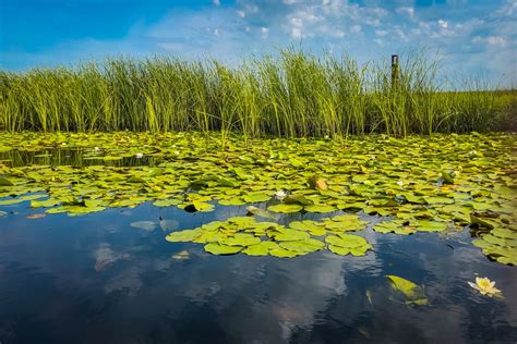 Exploring The Danube Delta In Romania A Guide For Independent Travellers