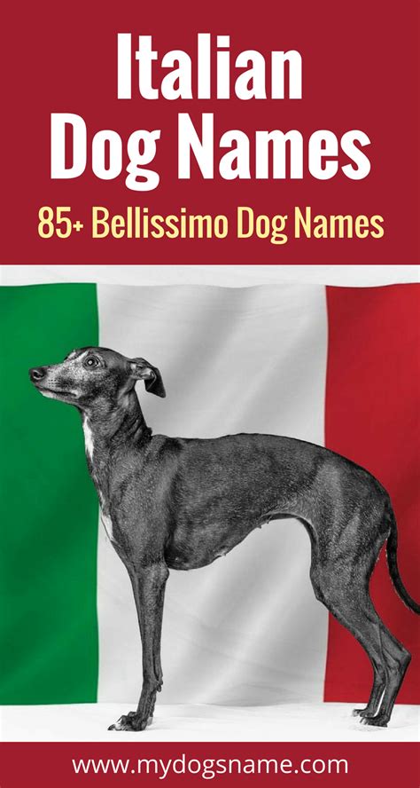 Italian Dog Names 125 Options That Are Bellissimo My Dogs Name