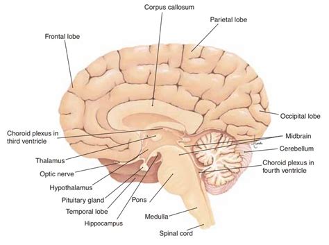 The Brain Anatomy And Physiology