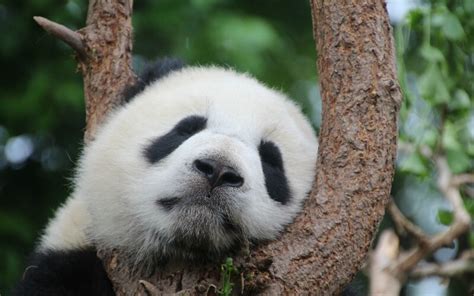 5 Top Places To See Giant Pandas In China