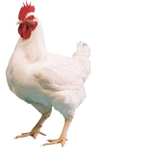 Chicken Images Png 20 Free Cliparts Download Images On Clipground 2024
