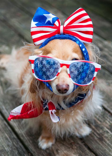 Fourth of july poster with hand written ink lettering. 18 Photos That Will Get You SO Excited for the Fourth of July Weekend | Patriotic pets ...