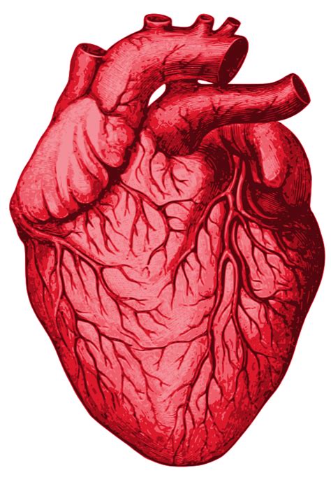 Biological Human Heart Openclipart