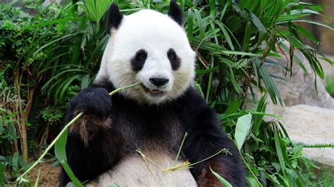 Revealed Study Finds How Pandas Gain Weight On A Bamboo Diet World