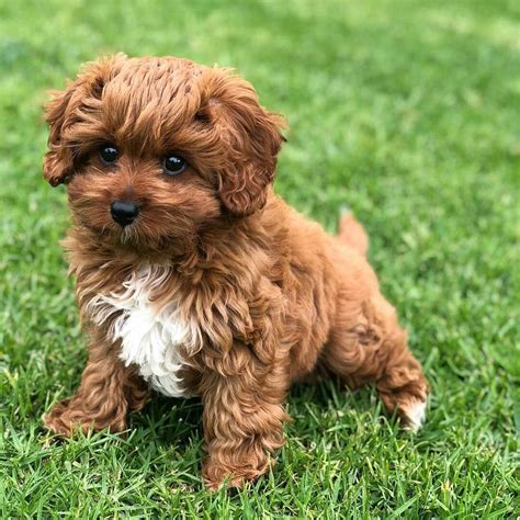 Cavapoo Puppies For Sale Under 1000