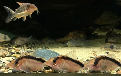 Sha Aquarium Aquarium Catfish Catfish Plecostomus