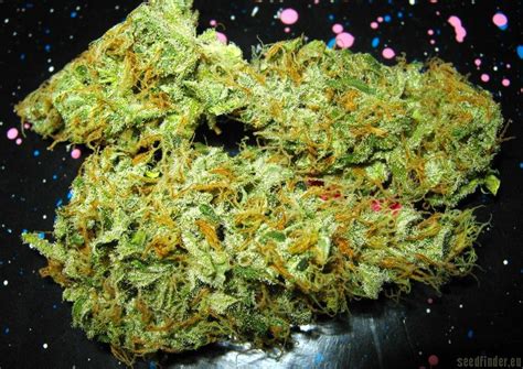 Strain Gallery Aurora Indica Nirvana Seeds Pic 06081097624505766 By
