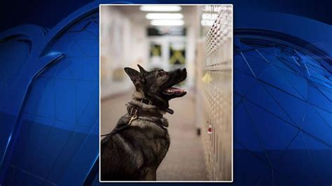 Retired Plano Police K9 Dies After Long Illness — Nbc 5 Dallas Fort