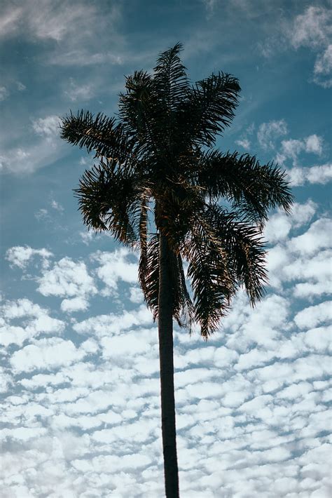 Palm Tree Sky Clouds Tropics Hd Phone Wallpaper Peakpx