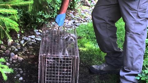 Raccoon Lawn Damage White Plains Ny Intrepid Wildlife Services