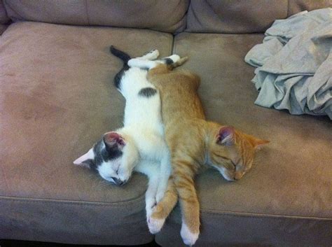 This pose helps a cat to retain body heat. Sweet Dreams - Kitties : Skit Zone