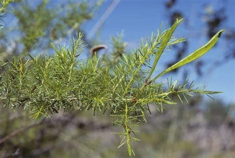 Factsheet Acacia Delicatula