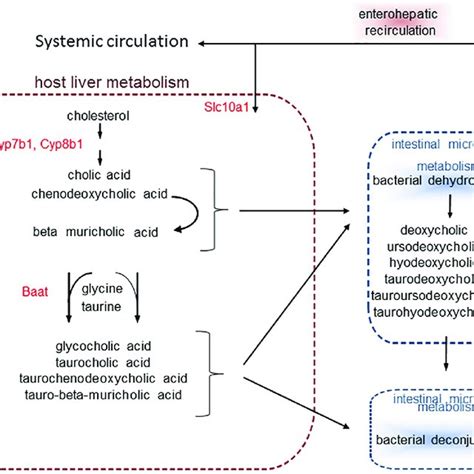 Schematic Representation Of Bile Acid Synthesis And Bacterial Download Scientific Diagram